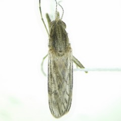 Psorophora discolor