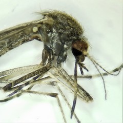 Psorophora discolor