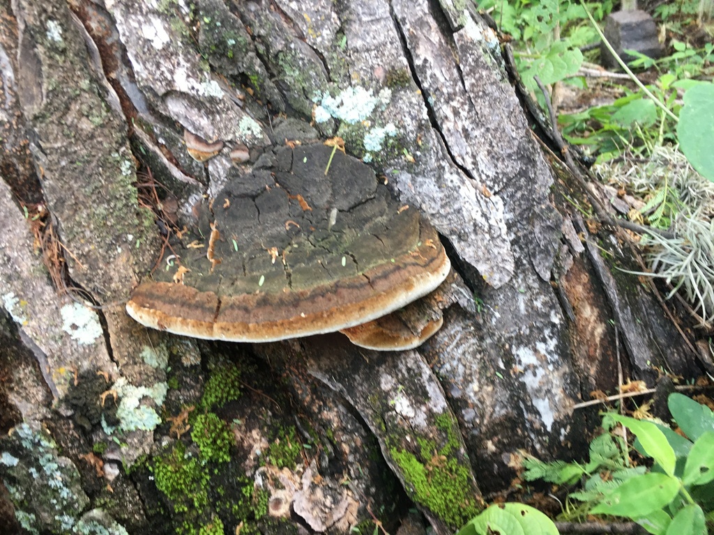 Mustard Yellow Polypore from Santiago de Querétaro, QRO, MX on July 03