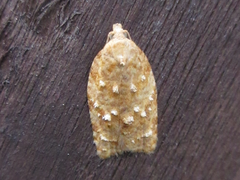 Acleris affinatana