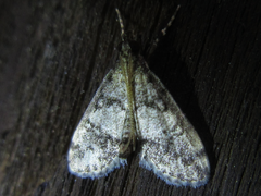 Dolicharthria bruguieralis