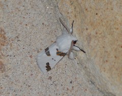 Euerythra trimaculata