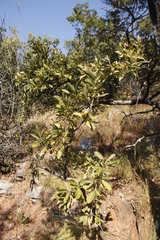 Pavetta schumanniana, photograph (c) Tony Rebelo, some rights reserved (CC BY-SA)