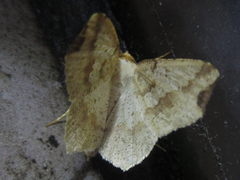 Pareclipsis gracilis