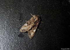 Euplexia benesimilis