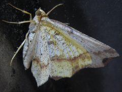 Pareclipsis gracilis