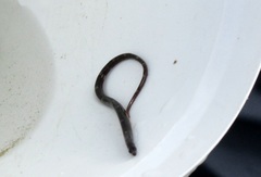 Nerophis lumbriciformis