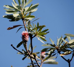 Protea laetans