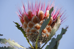 Protea laetans