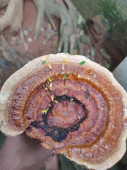 Ganoderma