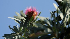 Protea laetans