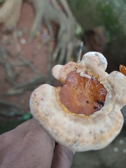 Ganoderma