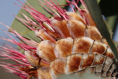 Protea laetans