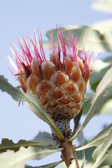 Protea laetans