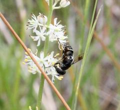 Eristalis saxorum
