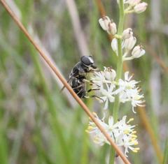 Eristalis saxorum