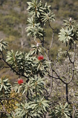 Protea laetans