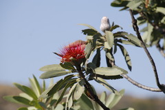 Protea laetans