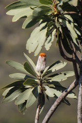 Protea laetans