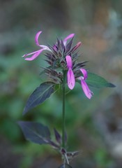 Dicliptera clinopodia