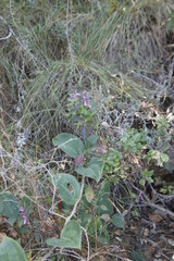 Dicliptera clinopodia