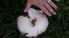 Agaricaceae