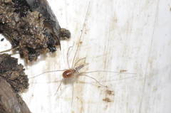 Mitostoma chrysomelas