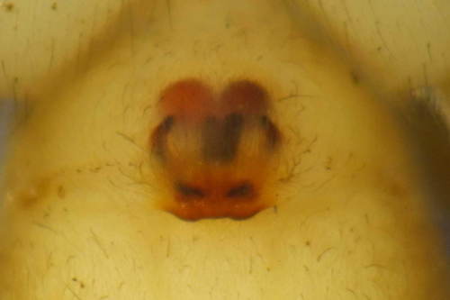 Clubiona terrestris