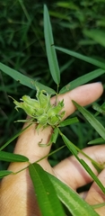 Dasineura meibomiae