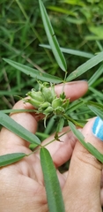 Dasineura meibomiae