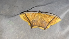 Thinopteryx crocoptera