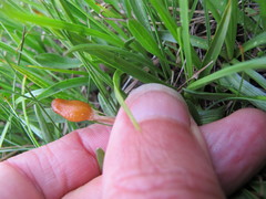 Galeropsis polytrichoides