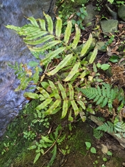 Blechnum minus