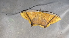 Thinopteryx crocoptera