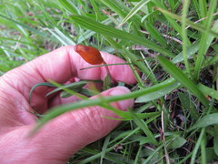 Galeropsis polytrichoides