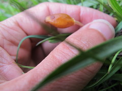 Galeropsis polytrichoides