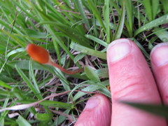 Galeropsis polytrichoides