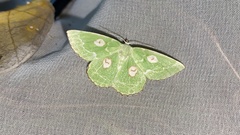 Thetidia albocostaria