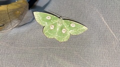 Thetidia albocostaria