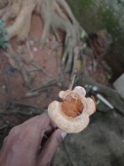 Ganoderma