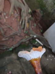 Ganoderma
