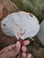 Ganoderma