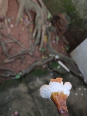 Ganoderma