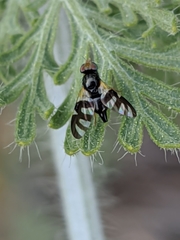 Sphaeniscus filiolus