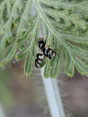 Sphaeniscus filiolus