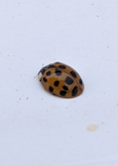 Harmonia axyridis