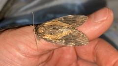 Peridea lativitta