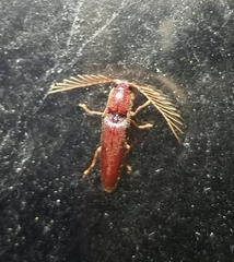 Dicrepidius palmatus