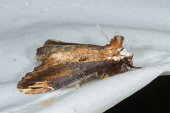 Allodonta austrocollaris
