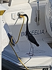 Egretta tricolor image